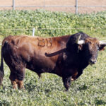 Feria de Pentecostés 2019. Toros de Toros de Jandilla-Vegahermosa para Nimes