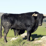 Feria de Pentecostés 2019. Toros de Toros de Juan Pedro Domecq para Nimes