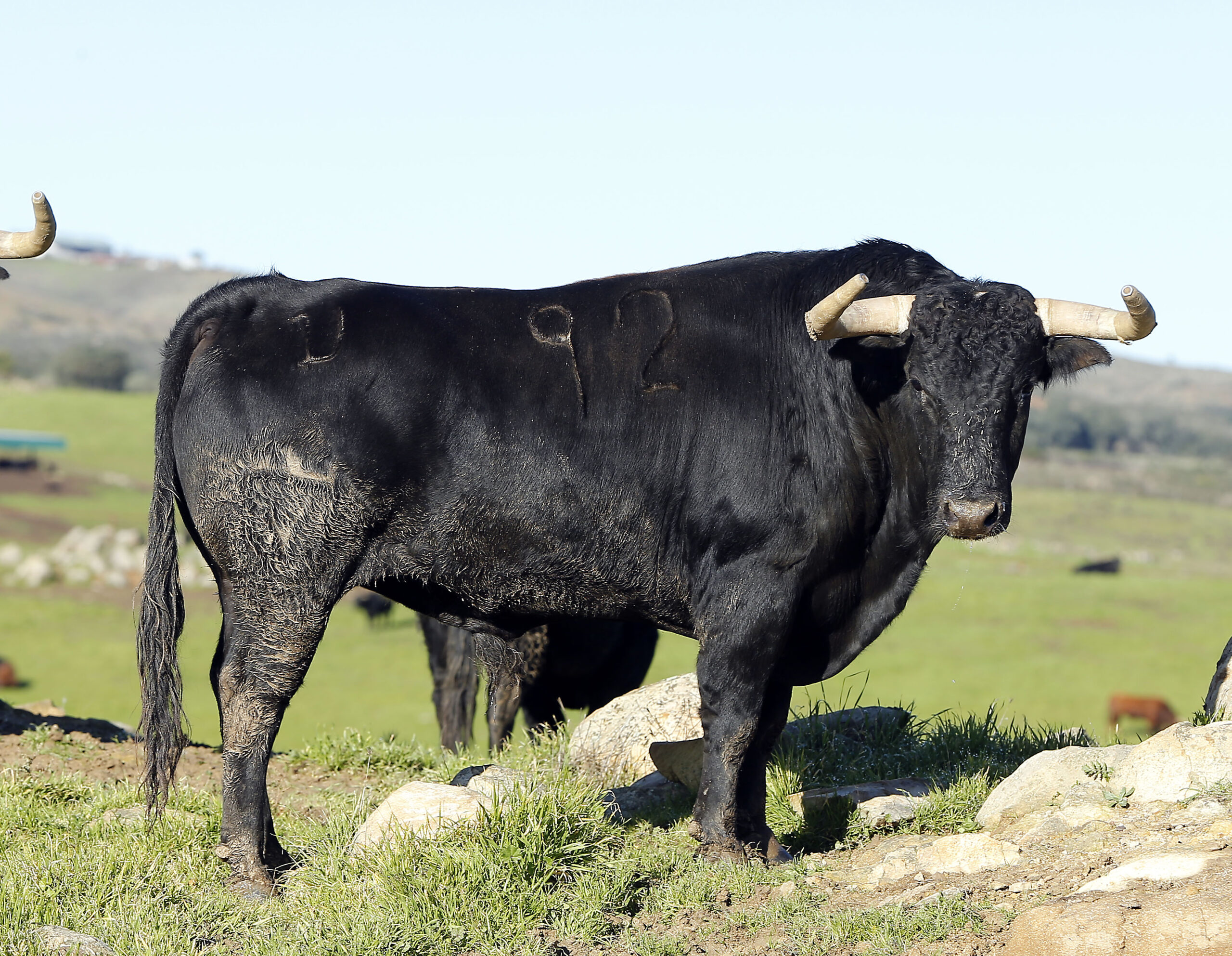 Feria de Pentecostés 2019. Toros de Toros de Juan Pedro Domecq para Nimes
