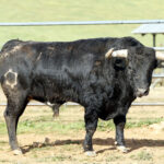 Feria de Pentecostés 2019. Toros de Toros de Jandilla-Vegahermosa para Nimes
