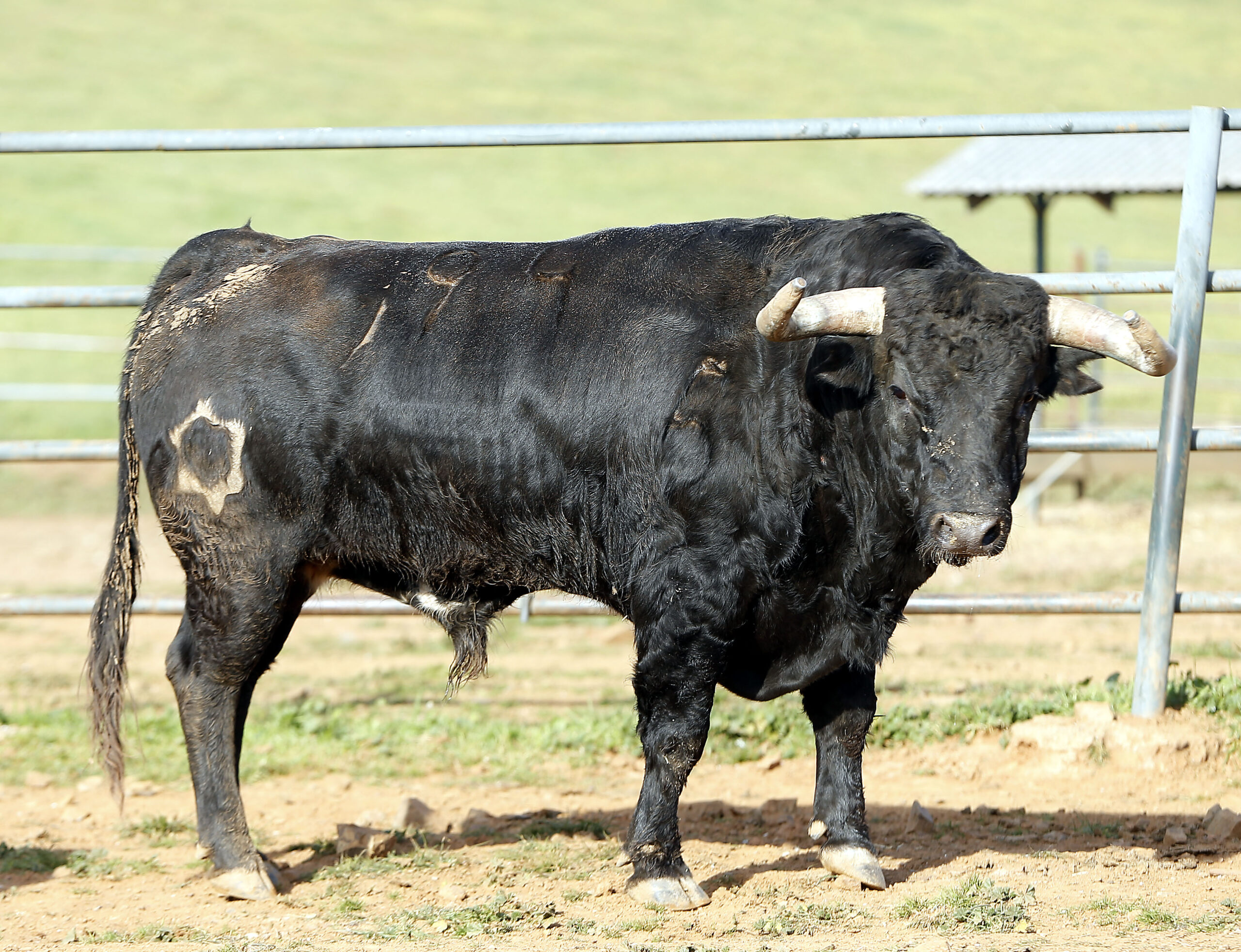 Feria de Pentecostés 2019. Toros de Toros de Jandilla-Vegahermosa para Nimes