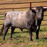 Feria de Pentecostés 2019. Toros de Victorino Martín para Nimes