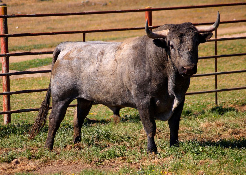 Feria de Pentecostés 2019. Toros de Victorino Martín para Nimes