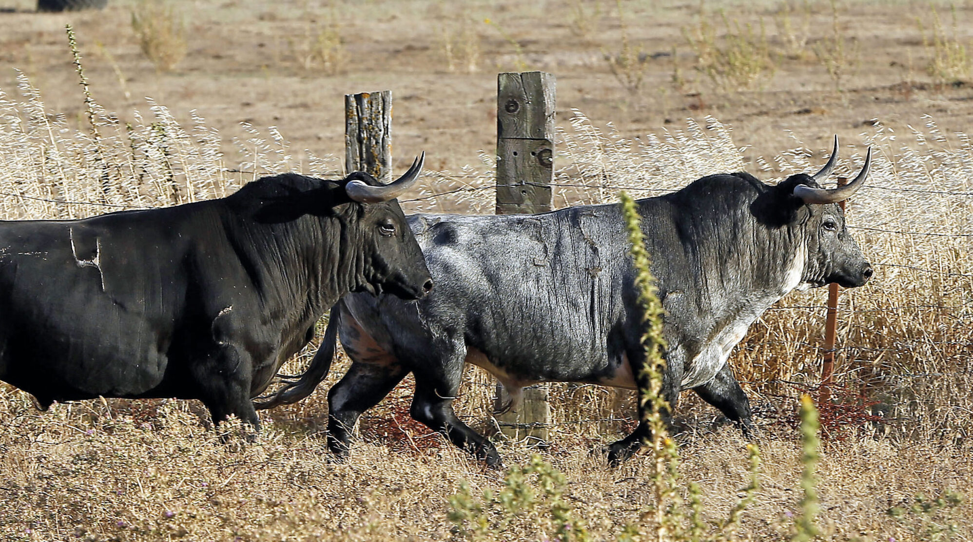 Julián Ruiz Quinta, mayoral de Partido de Resina, ingresado en la UCI tras sufrir un grave percance en el campo