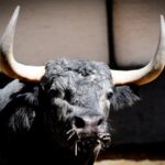 Toros de Partido de Resina para Las Ventas. Domingo 30 de junio de 2019