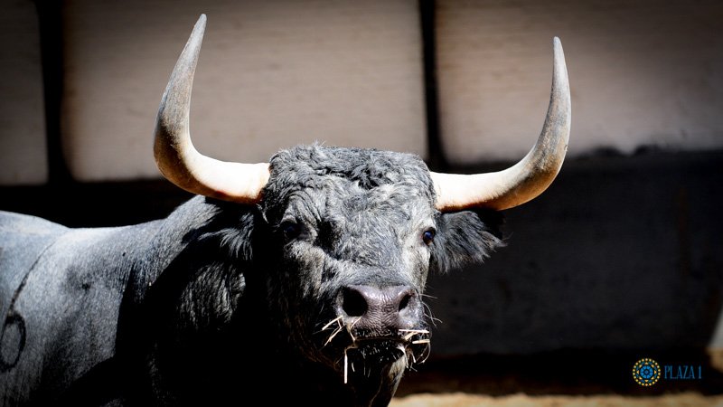 Toros de Partido de Resina para Las Ventas. Domingo 30 de junio de 2019