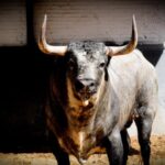 Toros de Partido de Resina para Las Ventas. Domingo 30 de junio de 2019