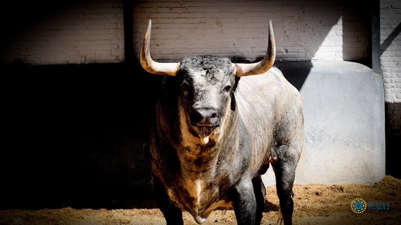 Toros de Partido de Resina para Las Ventas. Domingo 30 de junio de 2019