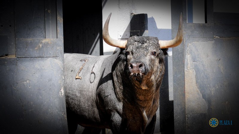 Toros de Partido de Resina para Las Ventas. Domingo 30 de junio de 2019