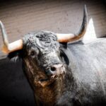 Toros de Partido de Resina para Las Ventas. Domingo 30 de junio de 2019