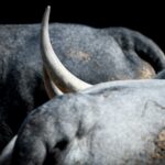 Toros de Partido de Resina para Las Ventas. Domingo 30 de junio de 2019