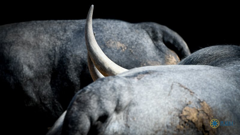 Toros de Partido de Resina para Las Ventas. Domingo 30 de junio de 2019