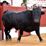 Vic-Fezensac, domingo 9 de junio de 2019. Tarde