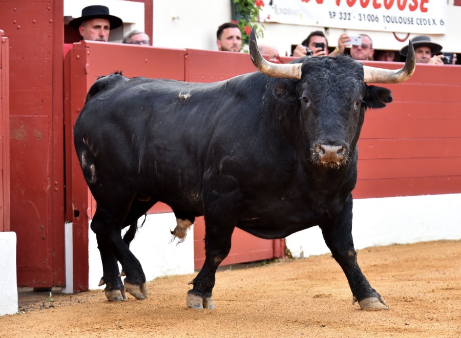 Vic-Fezensac, domingo 9 de junio de 2019. Tarde