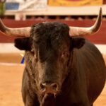 Vic-Fezensac, domingo 9 de junio de 2019. Tarde