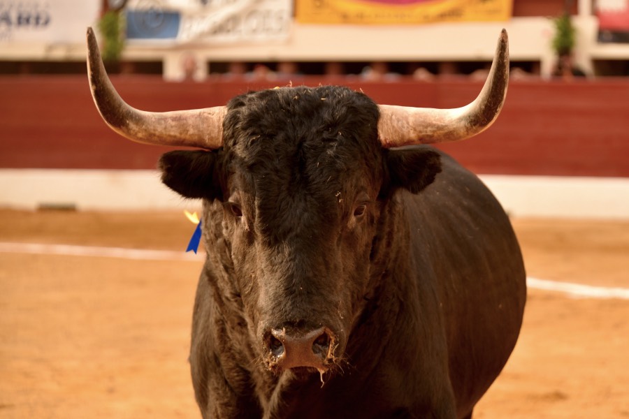 Vic-Fezensac, domingo 9 de junio de 2019. Tarde