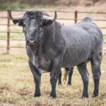 Feria de Pentecostés 2019. Toros de Victorino Martín para Nimes