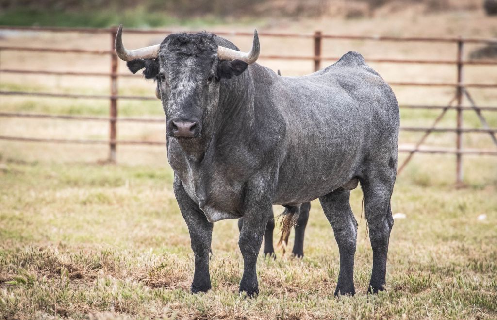Feria de Pentecostés 2019. Toros de Victorino Martín para Nimes