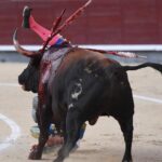 Cogida de Román. Madrid, domingo 9 de junio de 2019