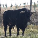 Toros de Rocío de la Cámara para Teruel