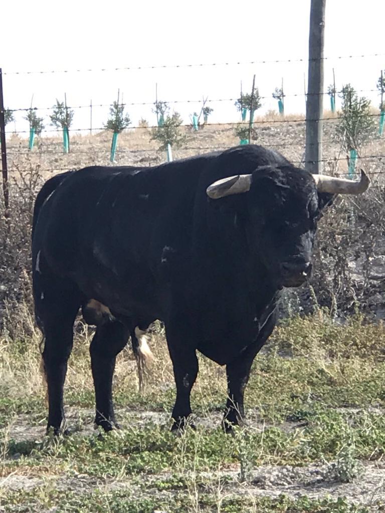 Toros de Rocío de la Cámara para Teruel