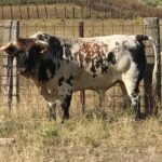 Toros de Rocío de la Cámara para Teruel