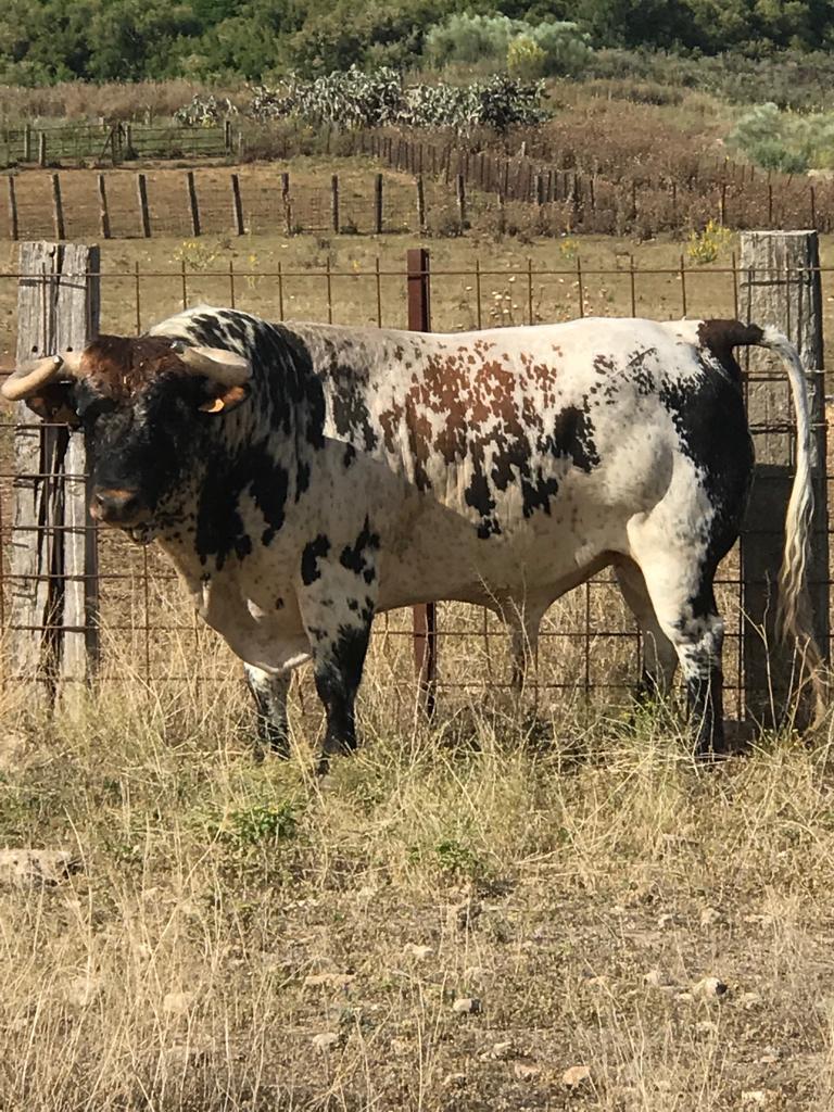 Toros de Rocío de la Cámara para Teruel