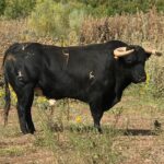 Toros de Rocío de la Cámara para Teruel