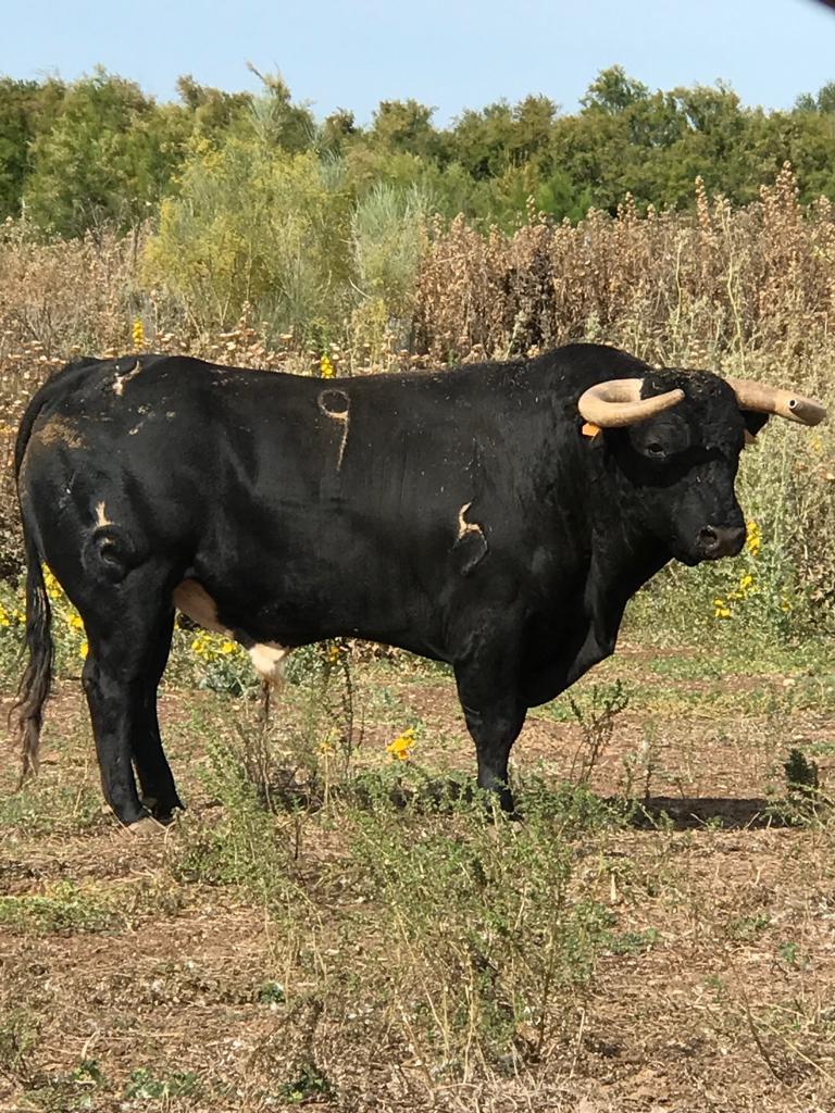 Toros de Rocío de la Cámara para Teruel