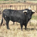 Toros de Rocío de la Cámara para Teruel