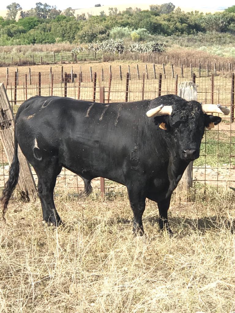 Toros de Rocío de la Cámara para Teruel