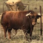 Toros de Rocío de la Cámara para Teruel