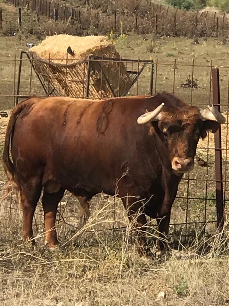 Toros de Rocío de la Cámara para Teruel