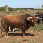 Toros de Rocío de la Cámara para Teruel