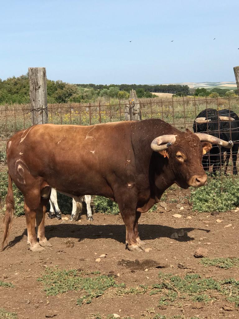 Toros de Rocío de la Cámara para Teruel