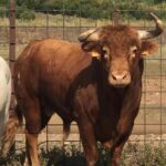 Toros de Rocío de la Cámara para Teruel