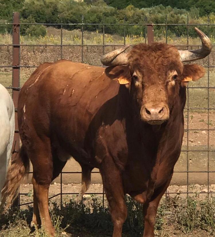 Toros de Rocío de la Cámara para Teruel