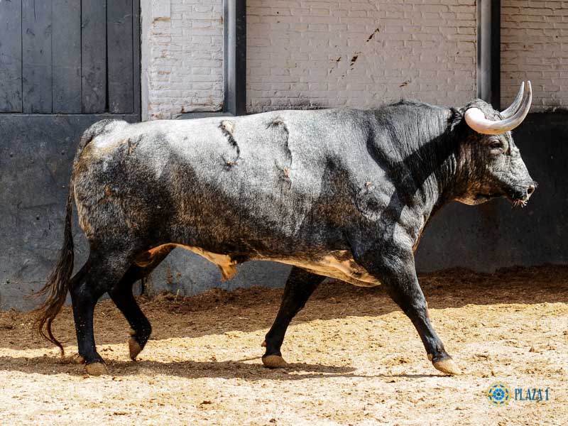Toros de Partido de Resina para Las Ventas. Domingo 30 de junio de 2019