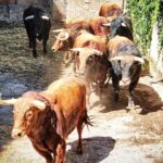 Desembarco de los toros de El Pilar para el mano a mano de Cáceres