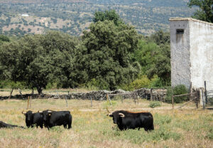 Toros de Buenavista reseñados para Estella.