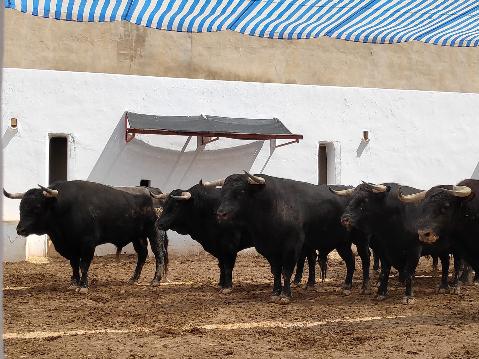 Notario, de Luis Algarra, abre la tarde en Alicante
