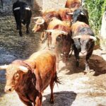 Desembarco de los toros de El Pilar para el mano a mano de Cáceres