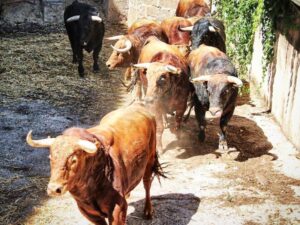Desembarco de los toros de El Pilar para el mano a mano de Cáceres