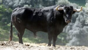 Feria de Pentecostés 2019. Toros de Toros de El Torero para Nimes