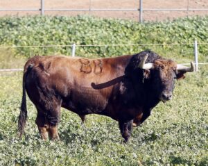 Feria de Pentecostés 2019. Toros de Toros de Jandilla-Vegahermosa para Nimes