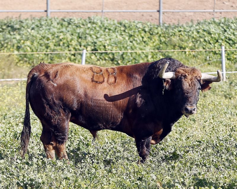 Borja Domecq: "Los toros de Nimes pertenecen a familias contrastadas"