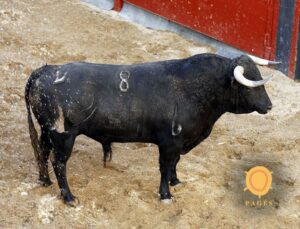 Novillos de Dolores Rufino para Sevilla. 6 de junio de 2019.