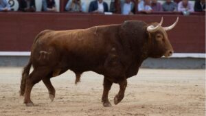 “La corrida de San Isidro de El Pilar se llevó la palma en cuanto a presentación”. En la foto, la estampa del sexto: Guajiro.