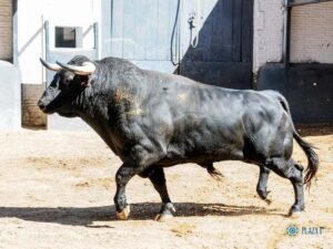 Sorteo, Madrid sábado 8 de junio de 2019