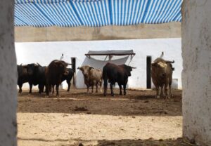 Sorteo. Alicante, sábado 22 de junio de 2019